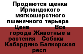 Продаются щенки Ирландского мягкошерстного пшеничного терьера › Цена ­ 30 000 - Все города Животные и растения » Собаки   . Кабардино-Балкарская респ.